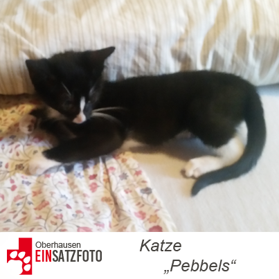 DTR Einsatz: Pebbels in Oberhausen
