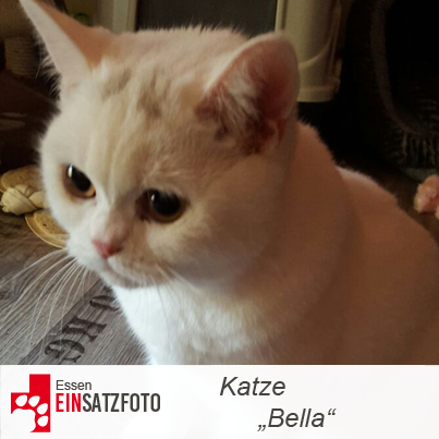 DTR Einsatz: Bella in Essen