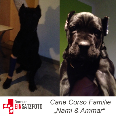 DTR Einsatzbericht: Cane Corso Familie in Bochum