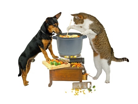 Gesunde Ernährung von Katzen und Hunden