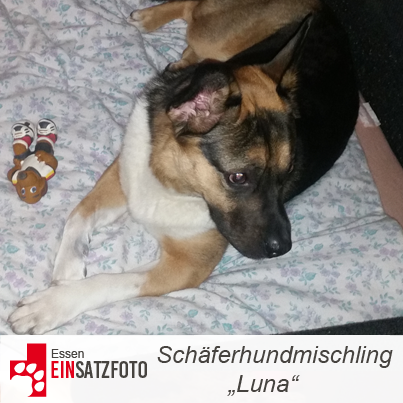 DTR Einsatz: Luna in Essen