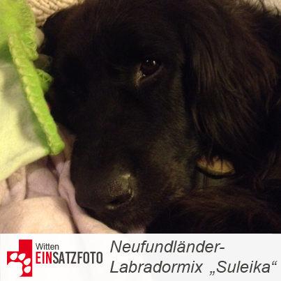 DTR Einsatz: Suleika in Witten