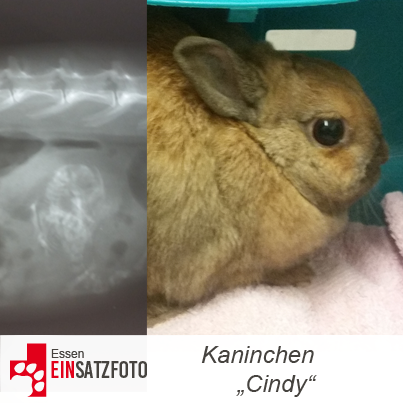 DTR Einsatz: Cindy in Essen