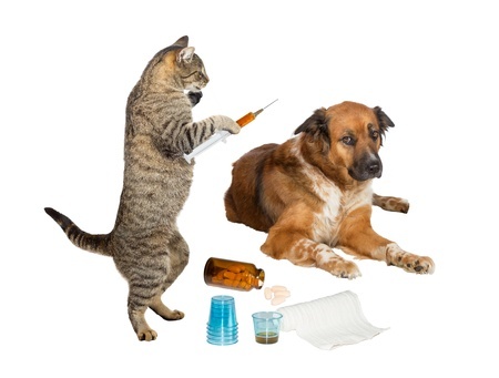 Impfungen – Hund & Katz
