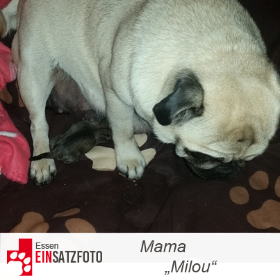DTR Einsatz: Milou in Essen