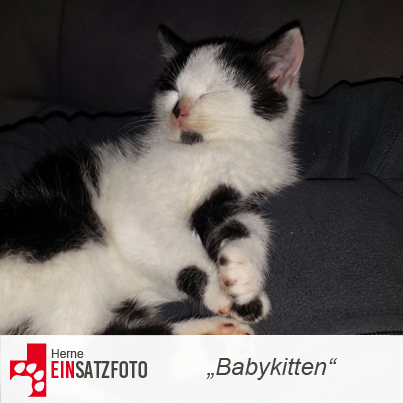 DTR Einsatz: Babykitten in Herne