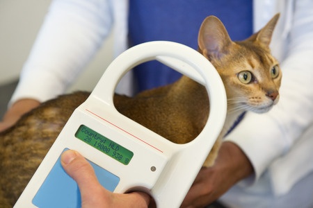 Warum es wichtig ist, Katzen chippen zu lassen!