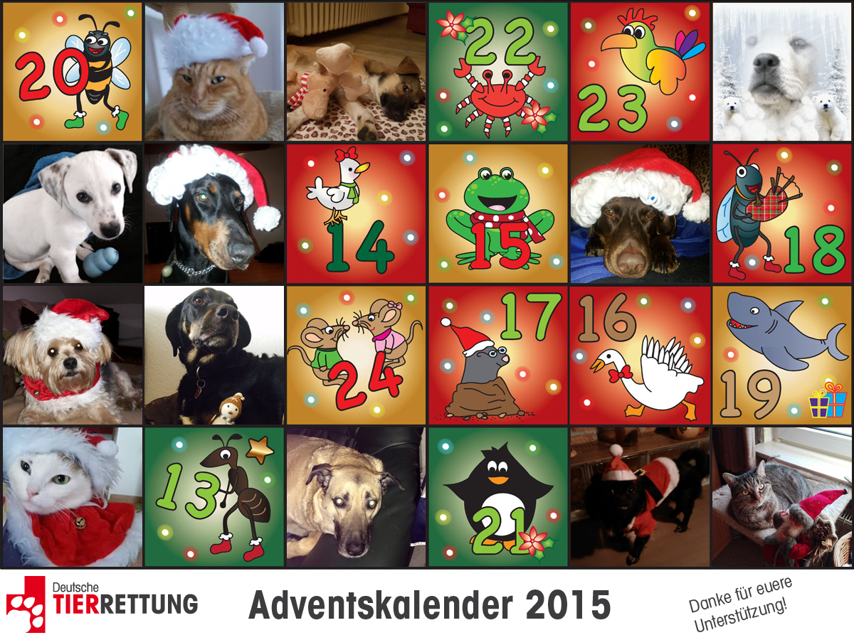 DTR Adventskalender: Tür 12