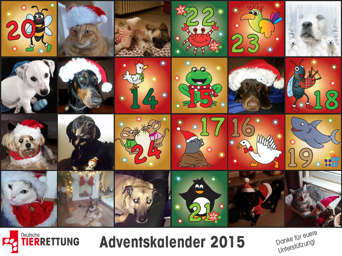 DTR Adventskalender: Tür 13