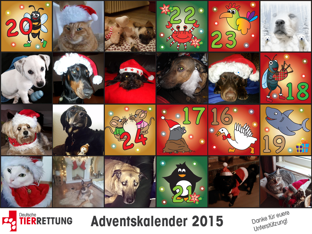DTR Adventskalender: Tür 15