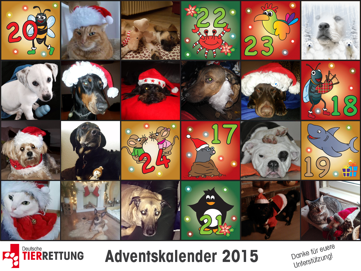 DTR Adventskalender: Tür 16