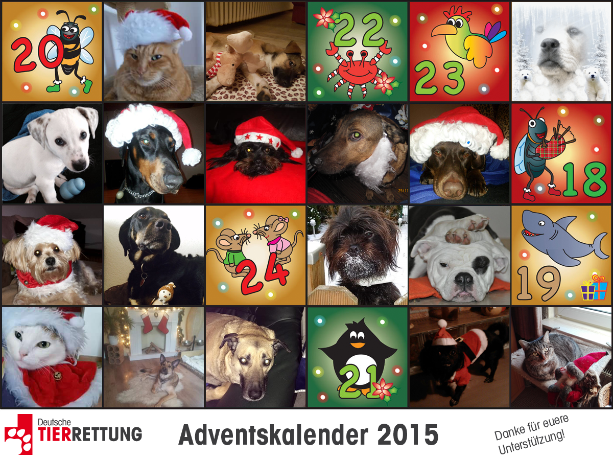 DTR Adventskalender: Tür 17