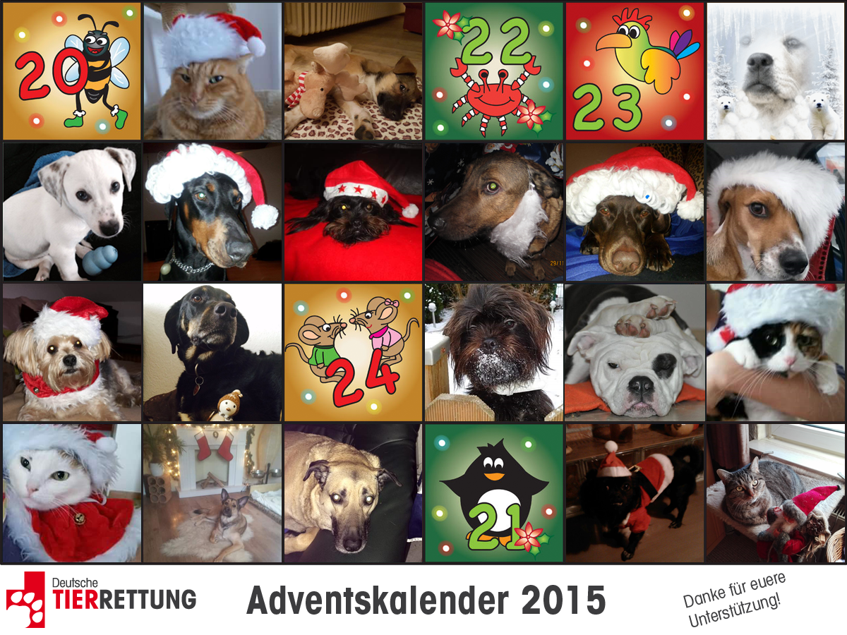 DTR Adventskalender: Tür 19
