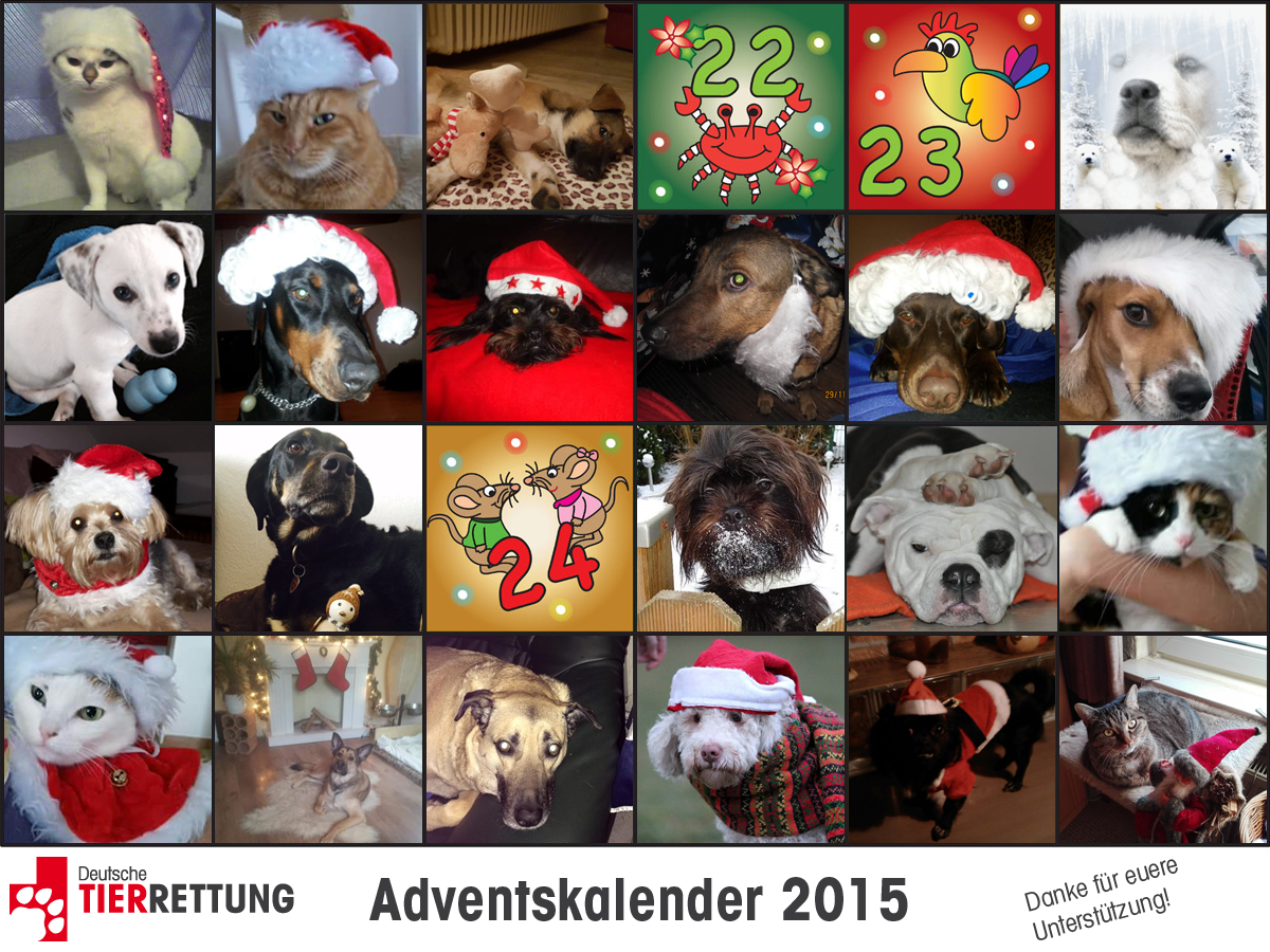 DTR Adventskalender: Tür 21