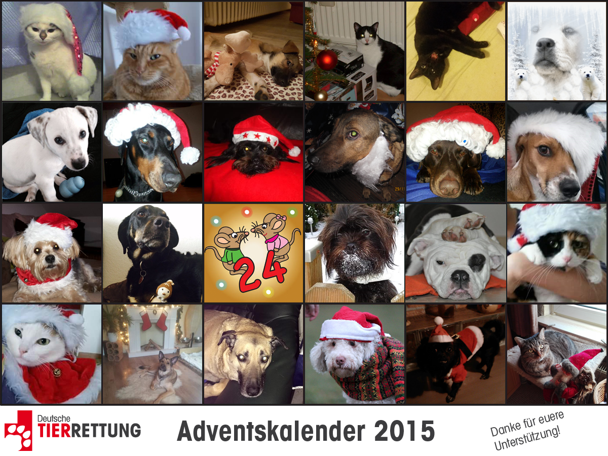 DTR Adventskalender: Tür 23