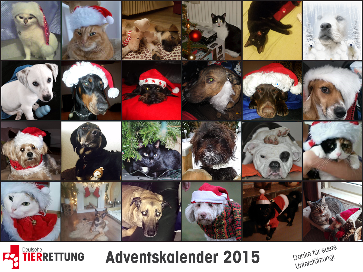 DTR Adventskalender: Tür 24
