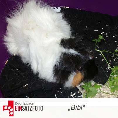 DTR Einsatz: Bibi in Oberhausen