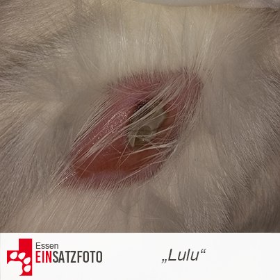 DTR Einsatz: Lulu in Essen