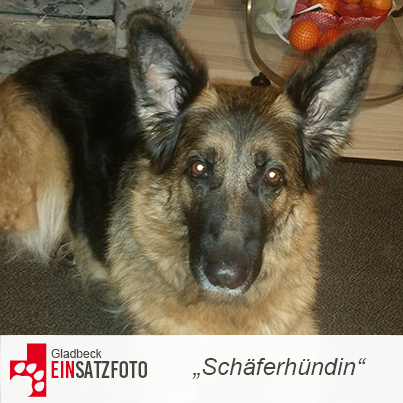 DTR Einsatz: Schäferhündin in Gladbeck