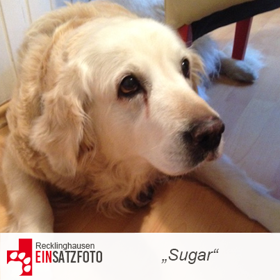 DTR Einsatz: Sugar in Recklinghausen