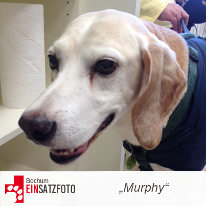 DTR Einsatz: Murphy in Bochum