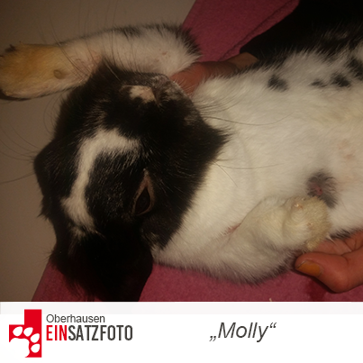 DTR Einsatz: Molly in Oberhausen