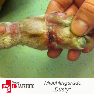DTR Einsatz: Dusty in Moers