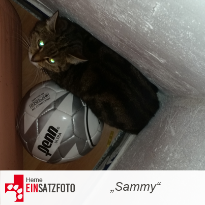 DTR Einsatz: Sammy in Herne