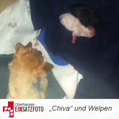 DTR Einsatz: Chiva in Oberhausen