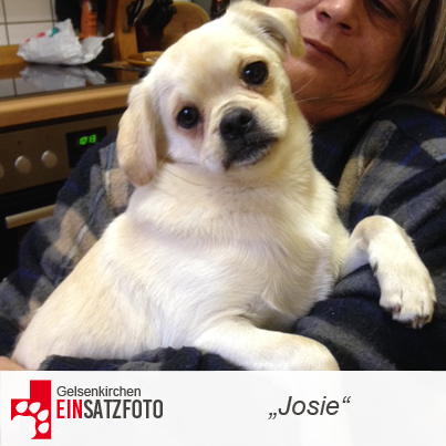 DTR Einsatz: Josie in Gelsenkirchen
