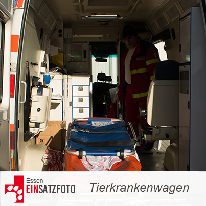 DTR Einsatz: Taube in Essen