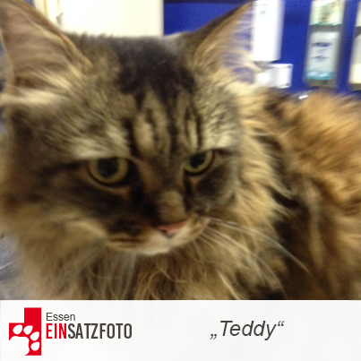 DTR Einsatz: Teddy in Essen