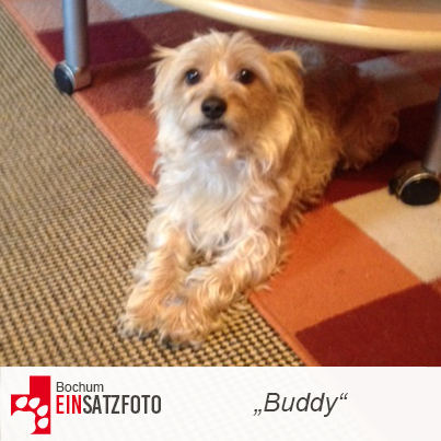 DTR Einsatz: Buddy in Bochum