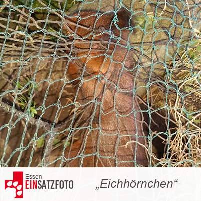DTR Einsatz: Eichhörnchen in Essen
