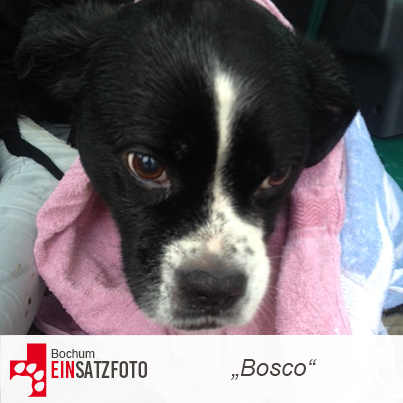 DTR Einsatz: Bosco in Bochum