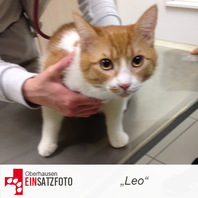 DTR Einsatz: Leo in Oberhausen