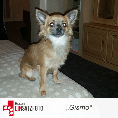 DTR Einsatz: Gismo in Essen