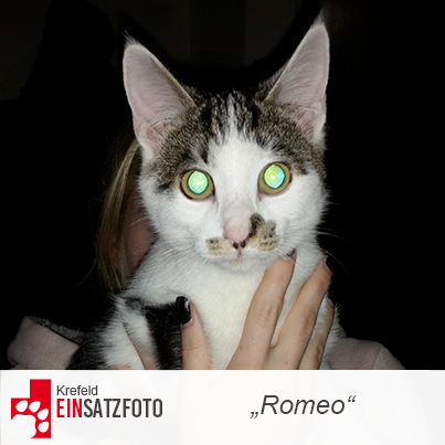 DTR Einsatz: Romeo in Krefeld