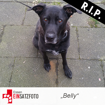 DTR Einsatz: Belly in Essen