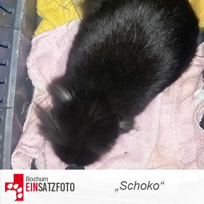 DTR Einsatz: Schoko in Bochum