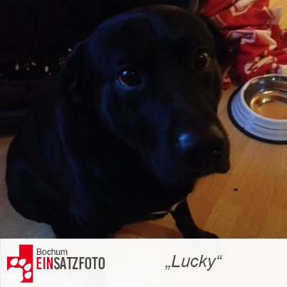 DTR Einsatz: Lucky in Bochum