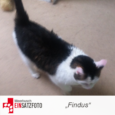 DTR Einsatz: Findus in Meerbusch