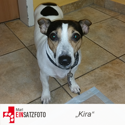 DTR Einsatz: Kira in Marl