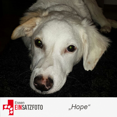 DTR Einsatz: Hope in Essen