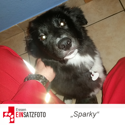 DTR Einsatz: Sparky in Essen