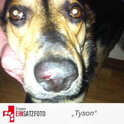 DTR Einsatz: Tyson in Essen