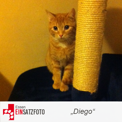 DTR Einsatz: Diego in Essen