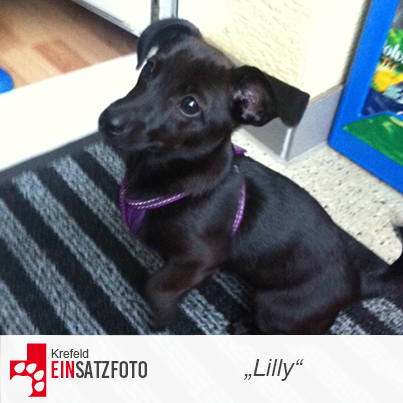 DTR Einsatz: Lilly in Krefeld