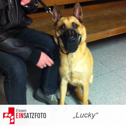 DTR Einsatz: Lucky in Essen