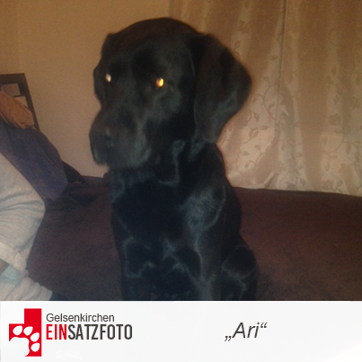 DTR Einsatz: Ari in Gelsenkirchen